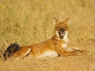 猛兽排名_猛兽手机壁纸(2)