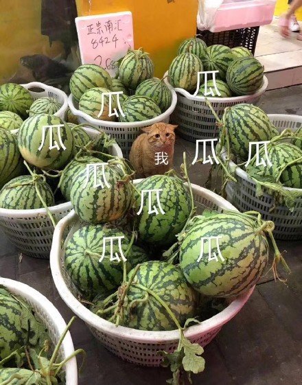 贾乃亮和李雨桐：他们都是舆论的胜利者，但也是生活的可怜人