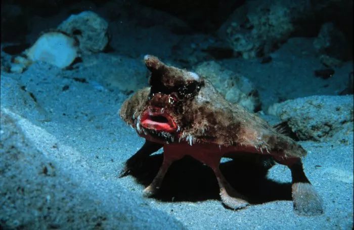 《海绵宝宝》冷知识大揭秘,这些海洋生物在现实中真实