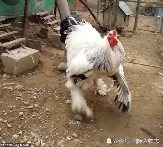 最大的牛 这只鸡的品种叫做梵天鸡,它是由原产于中国的鸟类进化而来的