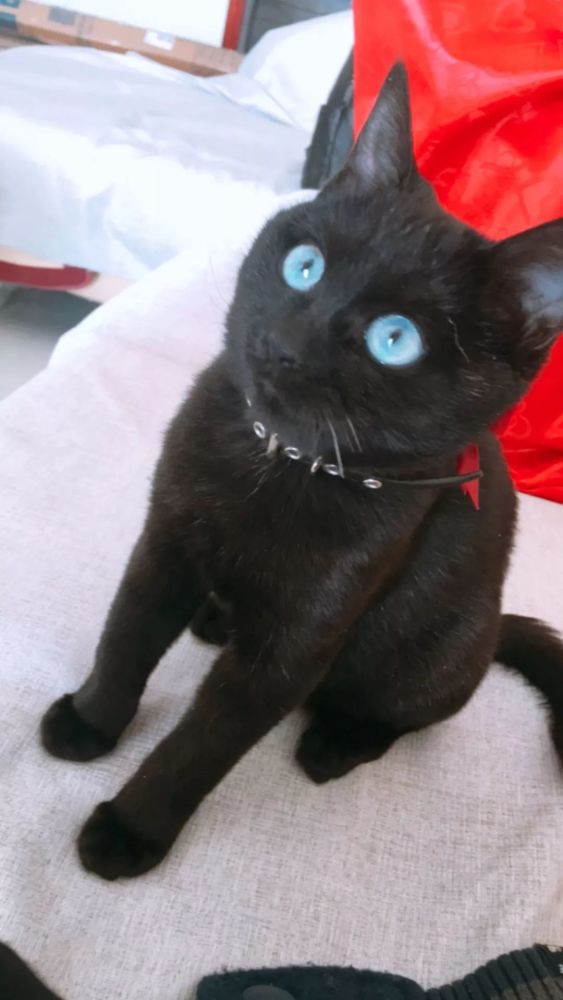 极其罕见的蓝眼黑猫竟自己跑到别人家里,这运气堪比中