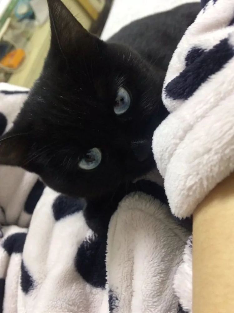 多年,早已有了很多有意思的主题 比如站立猫,树上猫,单色异瞳猫等