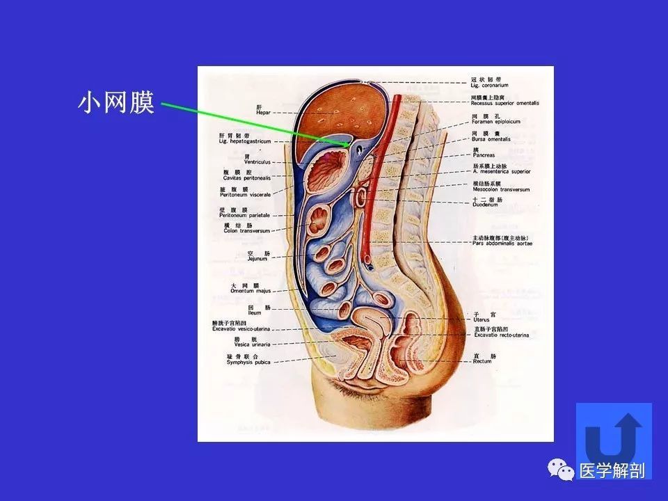 解剖腹部 腹膜解剖