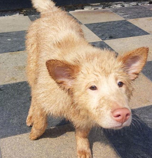 说什么大黄什么猪犬,真的是有眼不识好狗,中华名犬世界第二猎犬