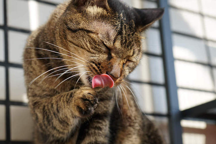 猫奴吸猫大法，学会猫式思考，获得主子的恩宠