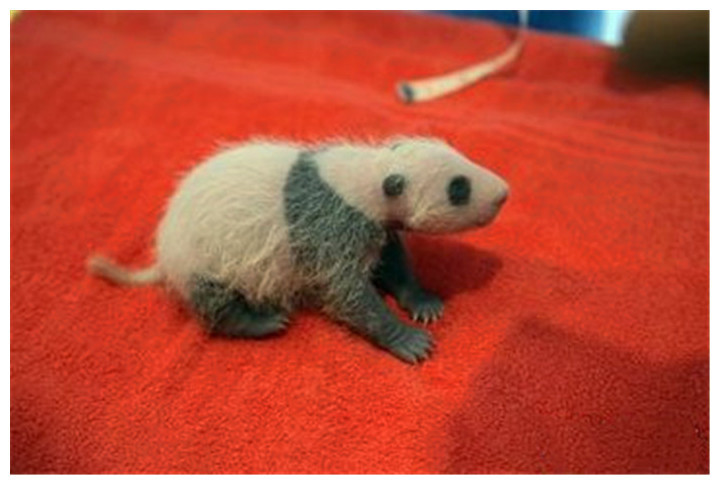 中国大熊猫把马来西亚吃穷了,当地人急着退货