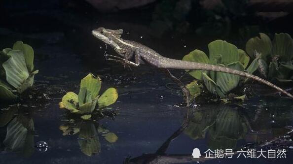 会"水上漂"的蜥蜴,蛇怪蜥蜴能够在水面奔跑的奥秘!