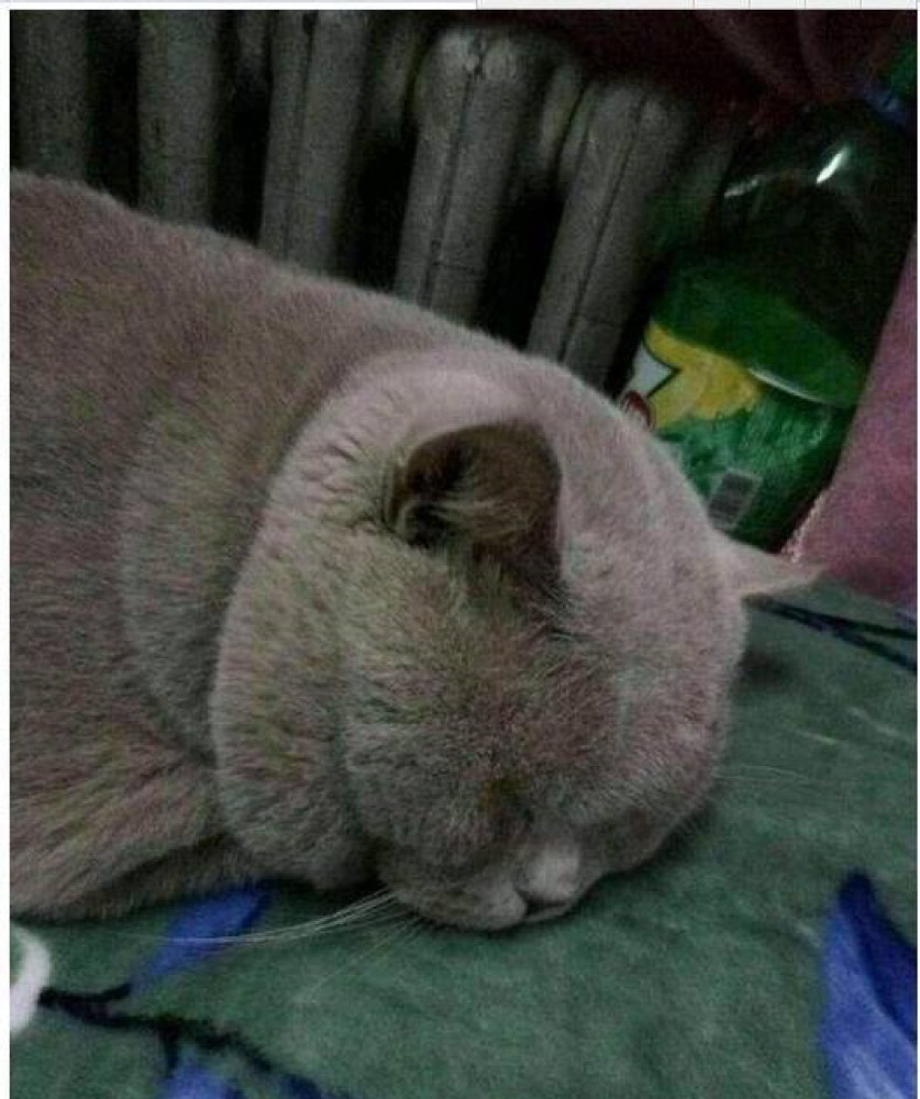 女子去外地考察,把猫咪交给男友,回来后发现猫咪多了个泳圈