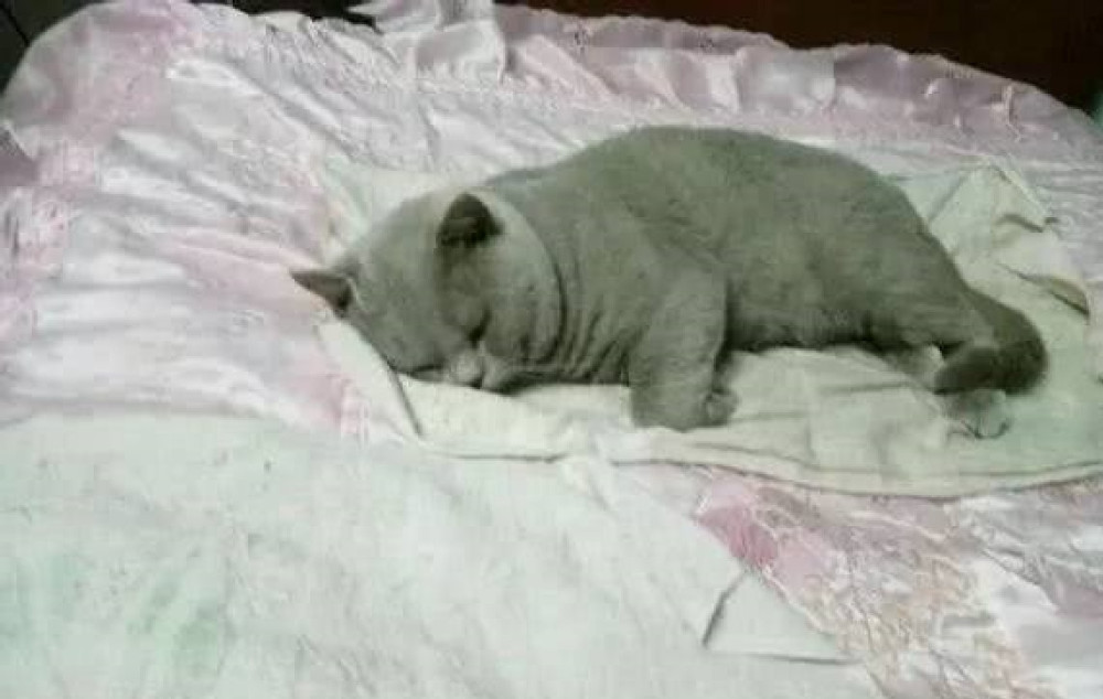 女子去外地考察,把猫咪交给男友,回来后发现猫咪多了个泳圈