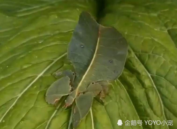 爬山虎的脚表格式教案_爬山虎的脚表格式教案_教案 表格式