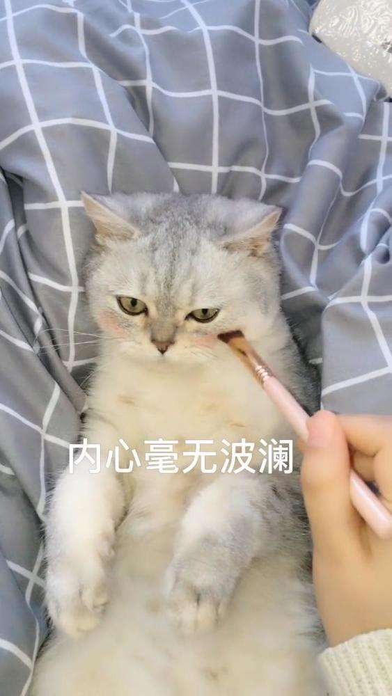 主人给小猫咪化妆,猫咪心里不乐意,小家伙的眼神亮了