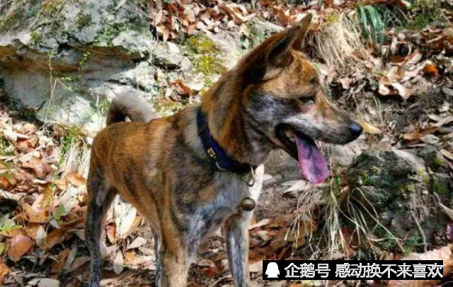 中国四大纯种猎犬我养的是虎斑犬,嗅觉非常灵敏!