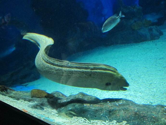 最大的海鳗当属百吉海鳗,又很凶猛的攻击性,鱼肉价值高