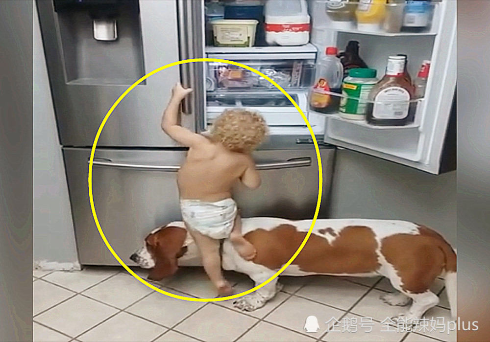 狗狗和婴儿合作偷零食,不料老妈突然过来了,狗