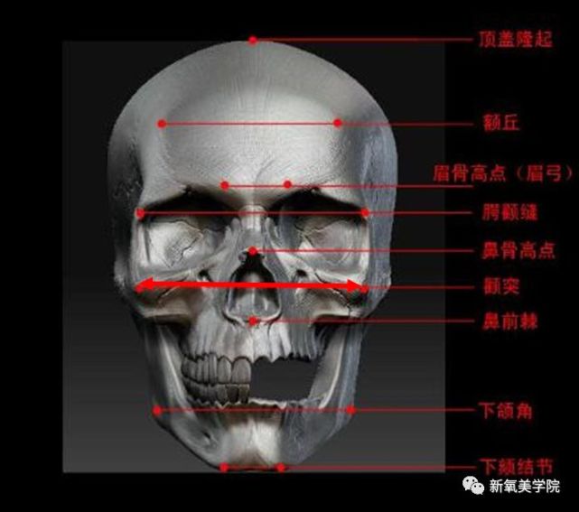 (双向箭头量端点为颧突点,间距为颧突间距)