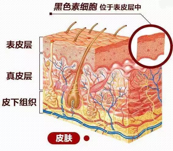 在表皮层和真皮层之间是 黑色素细胞,负责形成肤色.