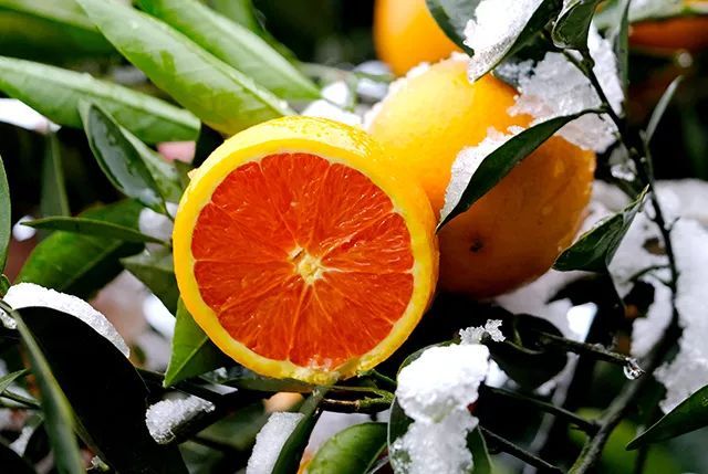 只有不到1%的人,吃过这颗中华红血橙