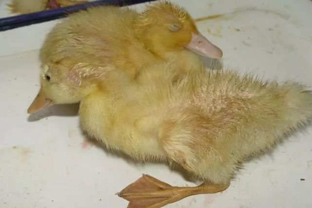 天冷了,图文解说鸭病:鸭流感