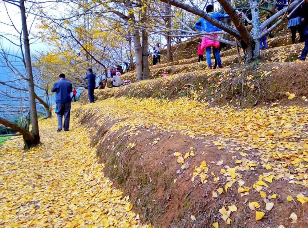 地址:韶关市乐昌市九峰镇上廊村岭头子银杏林 自驾:直接导航"韶关市