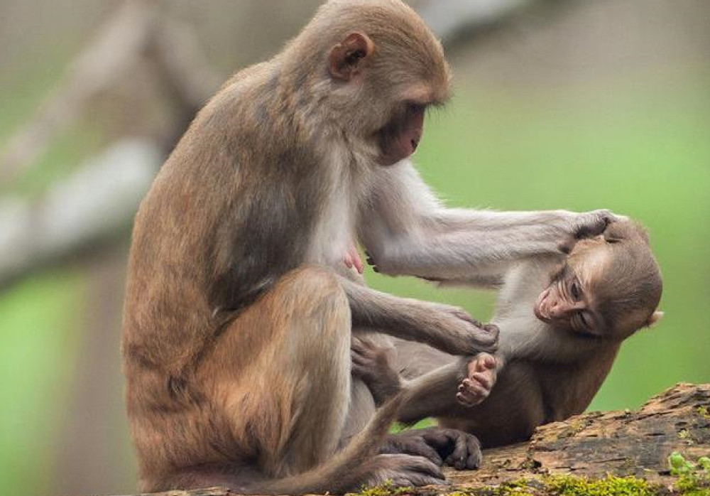 两只猴宝宝在树上打架,猴妈妈气轰轰跑过来,下