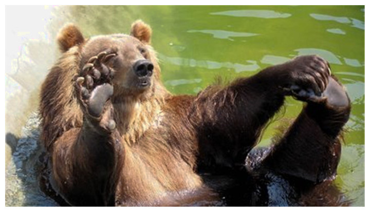 战斗民族遇到熊后,熊都变得不正经,玩挠脚心笑
