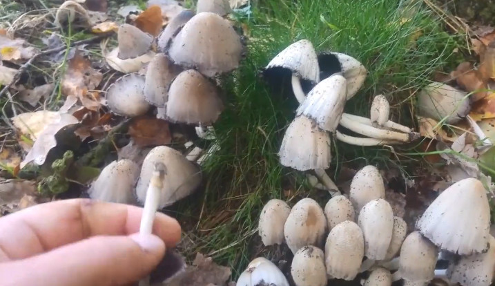 像乌贼一样会喷墨汁,这种蘑菇成熟后居然会流黑色的汁