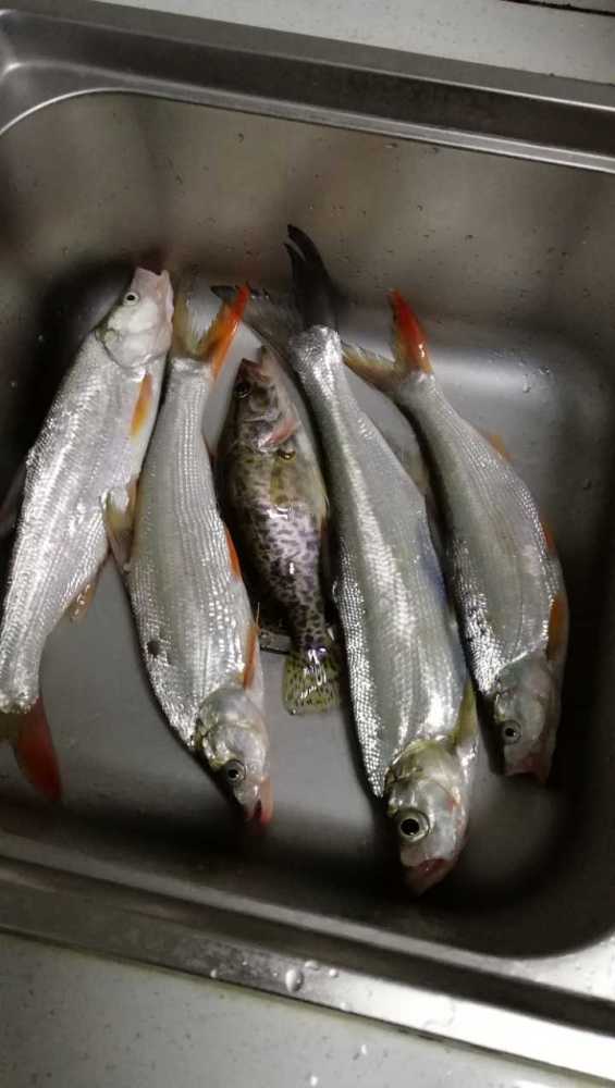 废弃水库路亚,收获一群红尾巴翘嘴鱼,力气很大