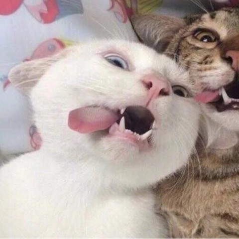 这下都知道你俩是沙雕了!