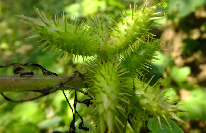 农村有鬼粘草,生于荒地,山坡,果实上面长满刺,药用