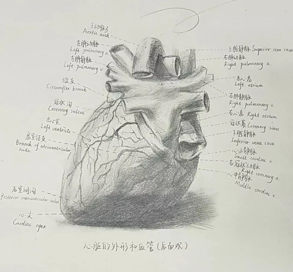 长沙一高校人体解剖素描走红 网友:一群被"耽误"的灵魂画手