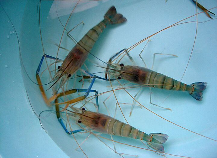 罗氏沼虾,是世界上养殖量最高的三大虾种之一