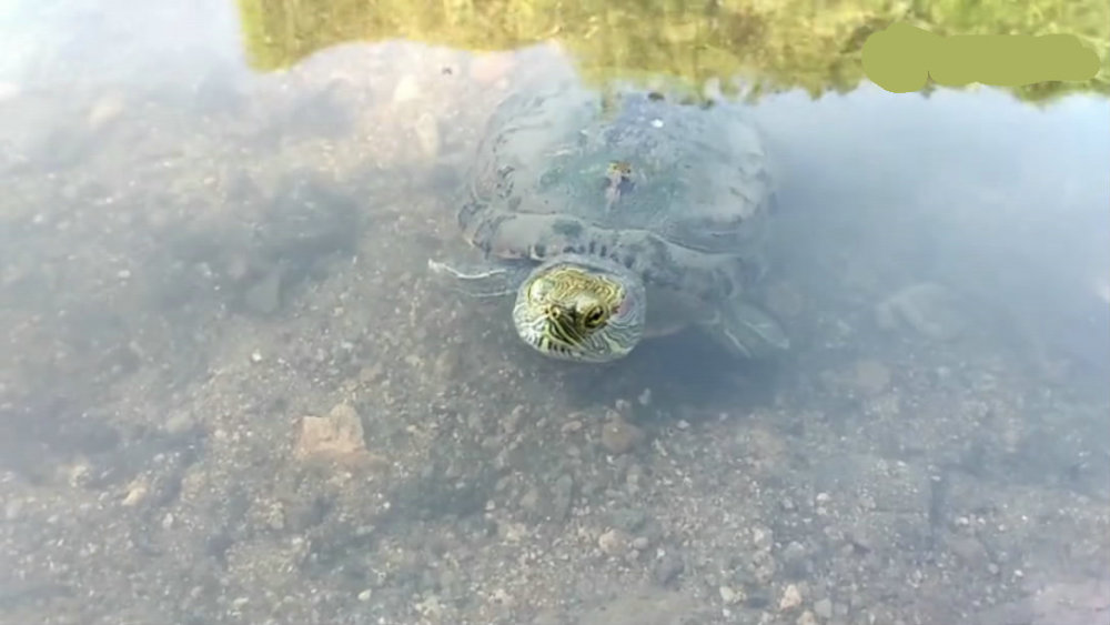 吃青蛙、捕鲫鱼,一只放生的巴西龟,成了溪流里