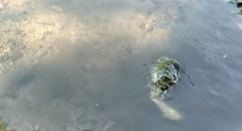 吃青蛙、捕鲫鱼,一只放生的巴西龟,成了溪流里