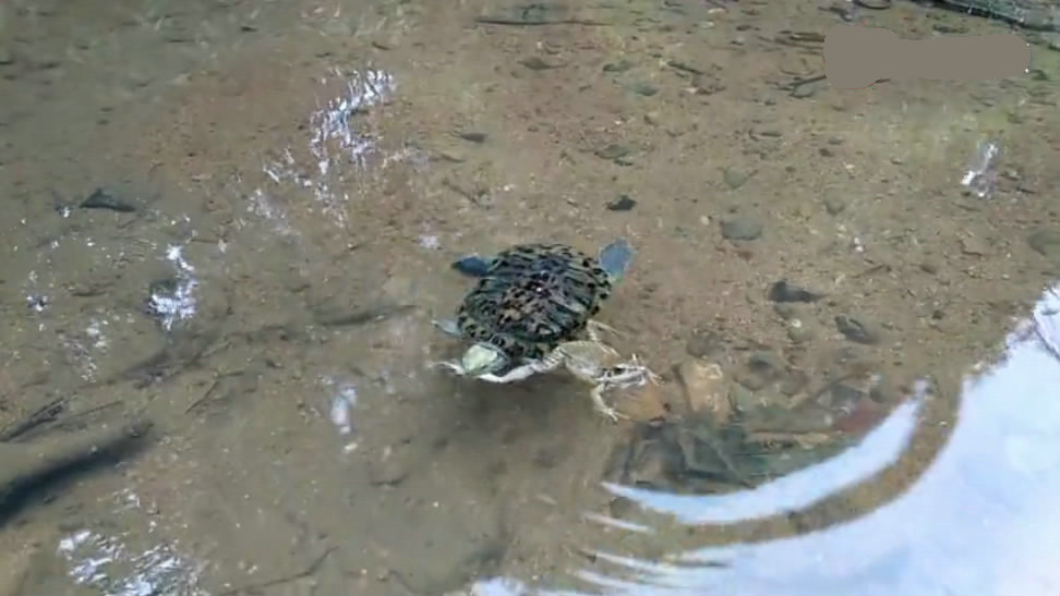 吃青蛙、捕鲫鱼,一只放生的巴西龟,成了溪流里