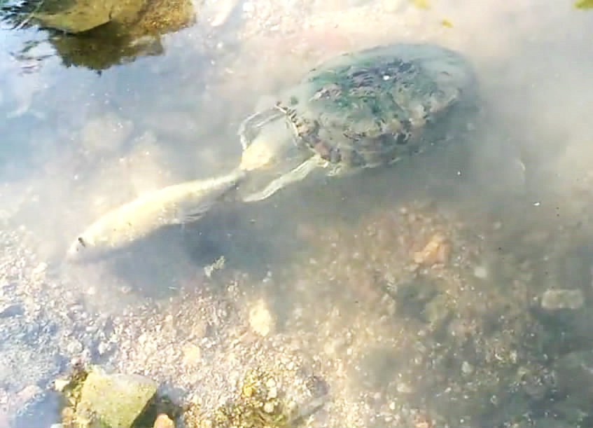 吃青蛙、捕鲫鱼,一只放生的巴西龟,成了溪流里