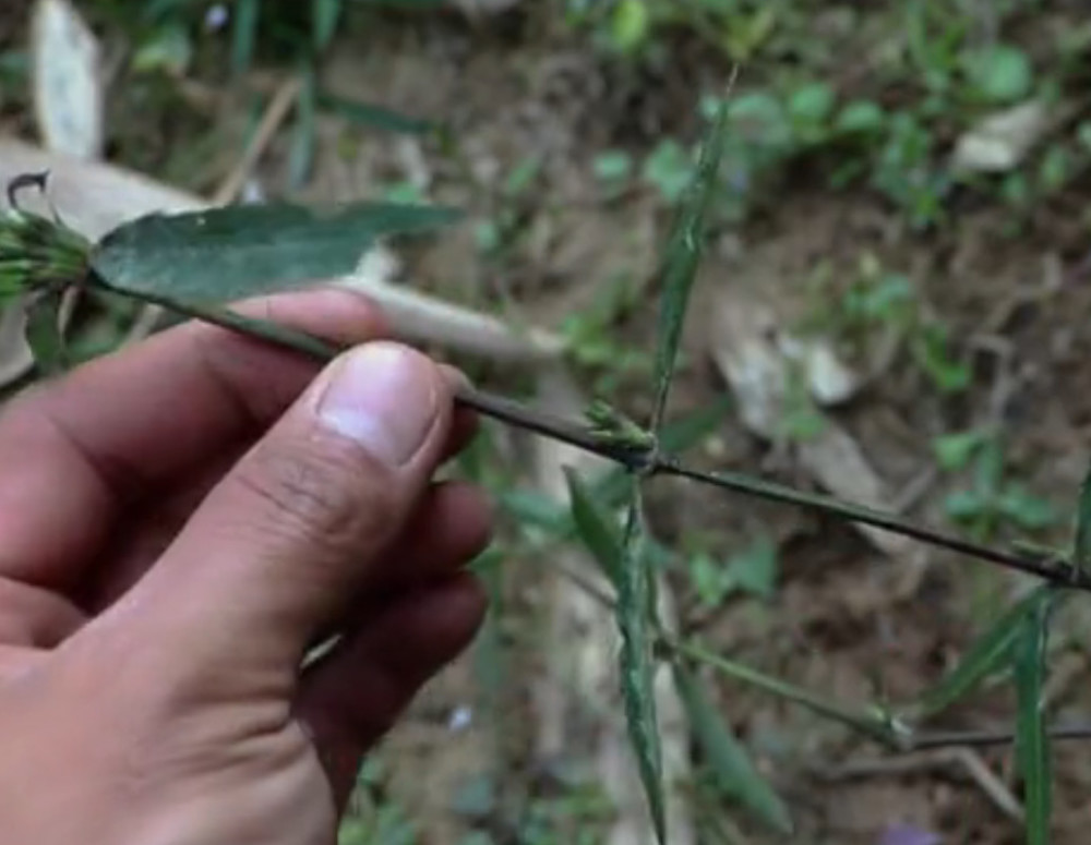 野外这种草药,又名"穿心蛇"药用价值高,农民常误以为