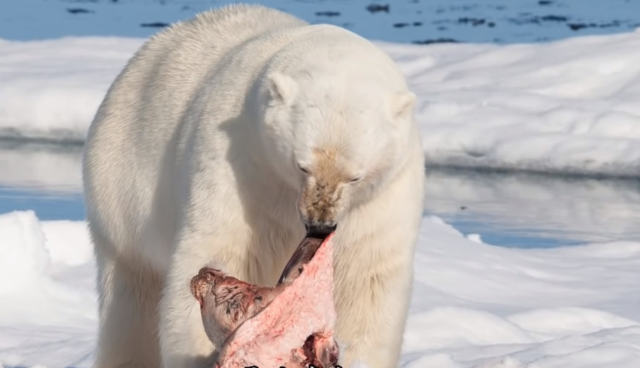 北极熊是一种看着很可爱却很危险的动物,这种动物在北极生活的很滋润