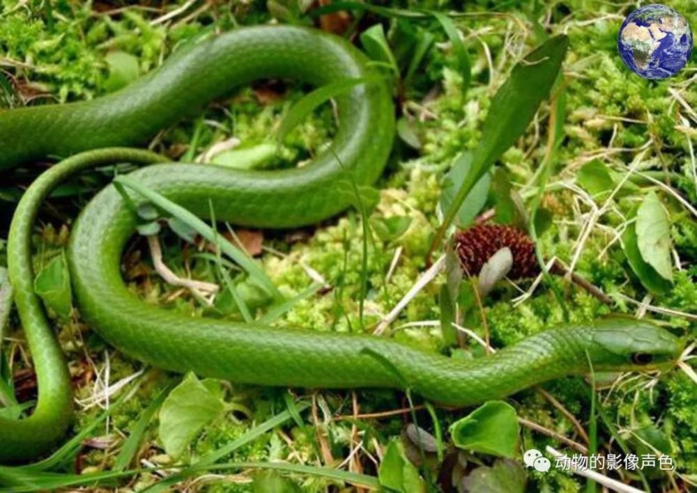 美丽的翠青蛇,看起来就像是翡翠做的一样