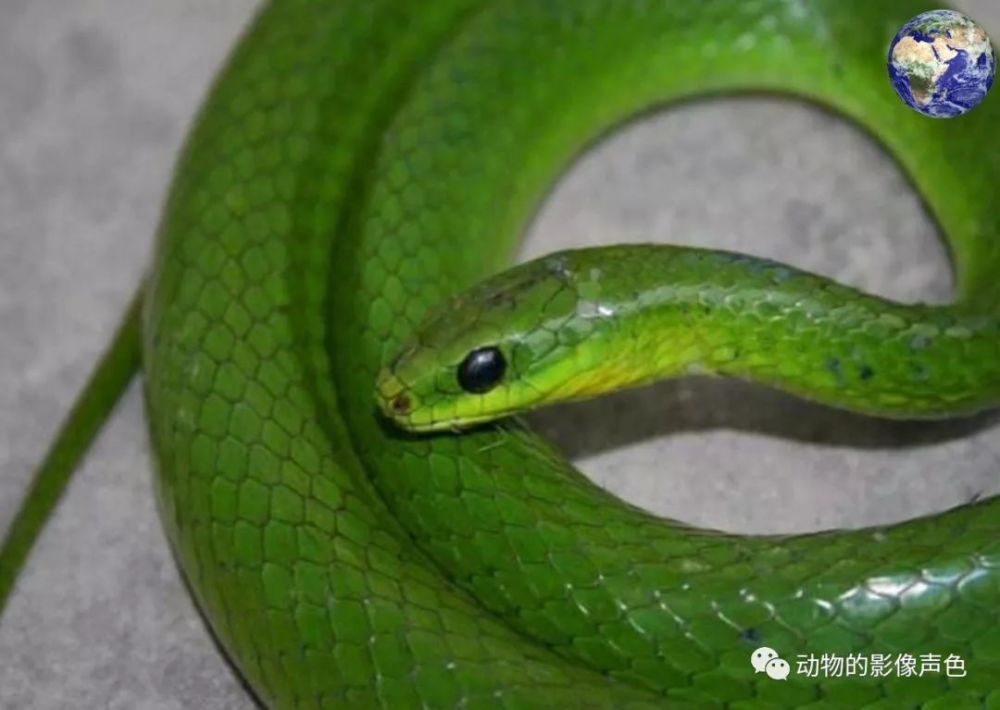 美丽的翠青蛇,看起来就像是翡翠做的一样