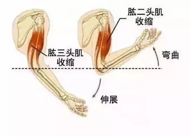 肘关节过伸练习法