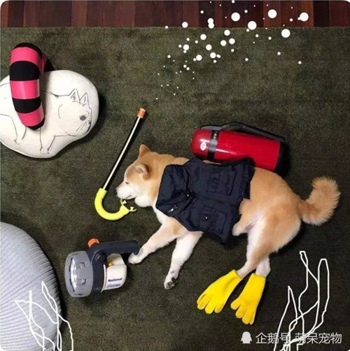 戏精主人趁柴柴睡着,给它做搞怪造型,圈粉无数