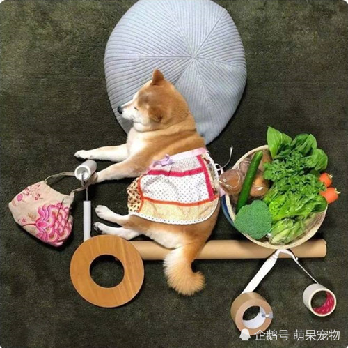 戏精主人趁柴柴睡着,给它做搞怪造型,圈粉无数