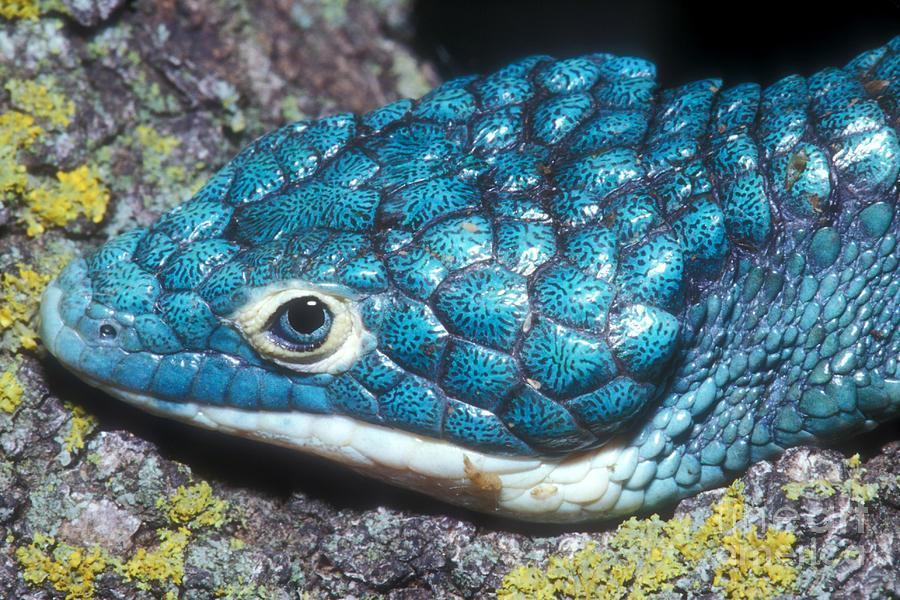 这种蜥蜴因为色彩鲜艳,被当地人认为是有毒动物,差点被杀灭绝了