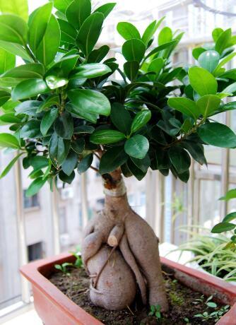 养盆栽榕树,用一个小方法,新叶嫩叶蹭蹭长,枝繁