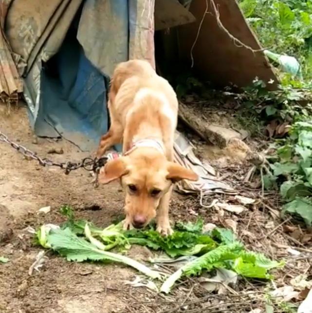 菜园黄狗身绑铁链,瘦骨嶙峋饭碗空空,饿了就啃白菜吃