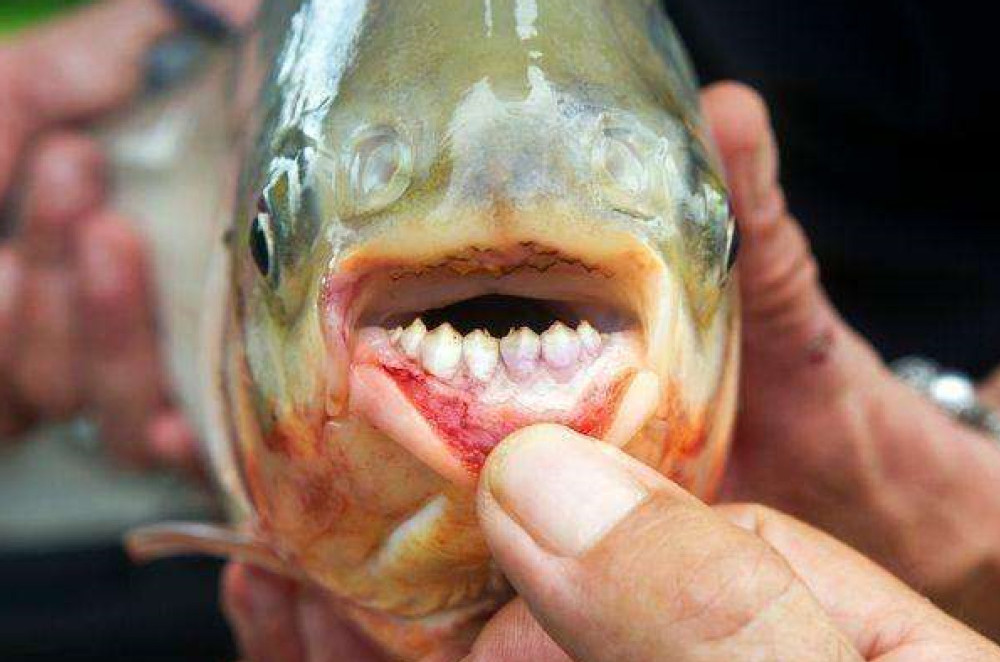 这种鱼长相古怪,牙齿错落有致神似人牙,多数人不知道