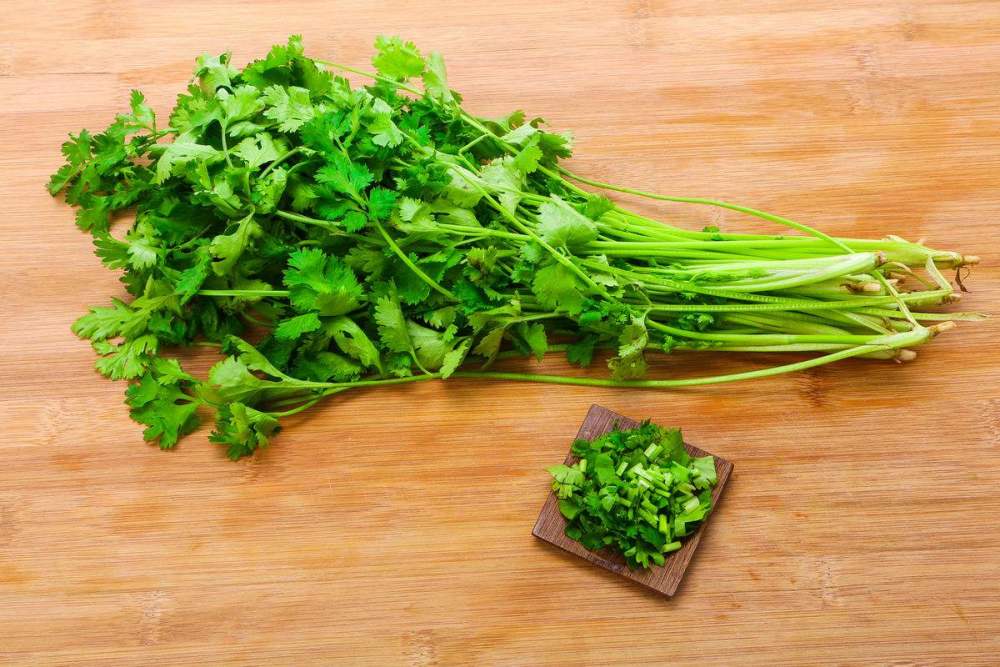 香菜煮水的三大妙用,常喝的男女不体寒还排毒