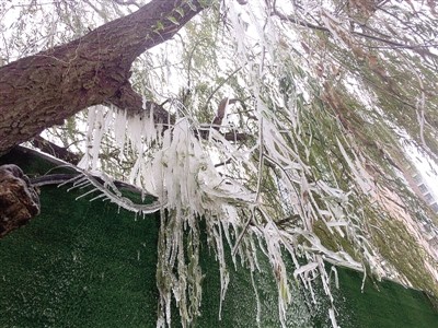 枝头悬冰挂路面结冰带 降温了 工地喷淋该调整时间了