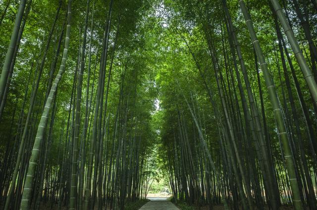 竹林禅境