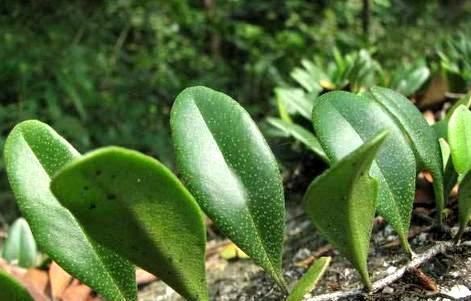 树干上这"寄生虫,人称"肺心草,治刀伤有一套